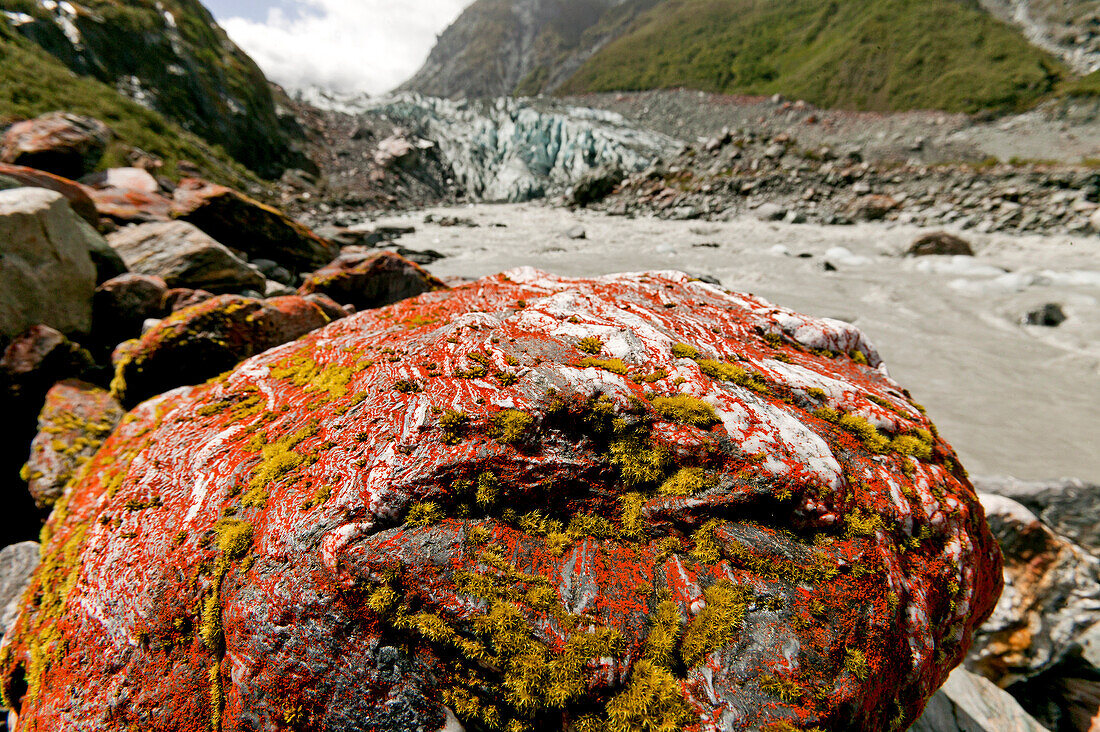Rote Flechte auf einem Felsen, Fox Gletscher, Westland Nationalpark, Südinsel, Neuseeland, Ozeanien
