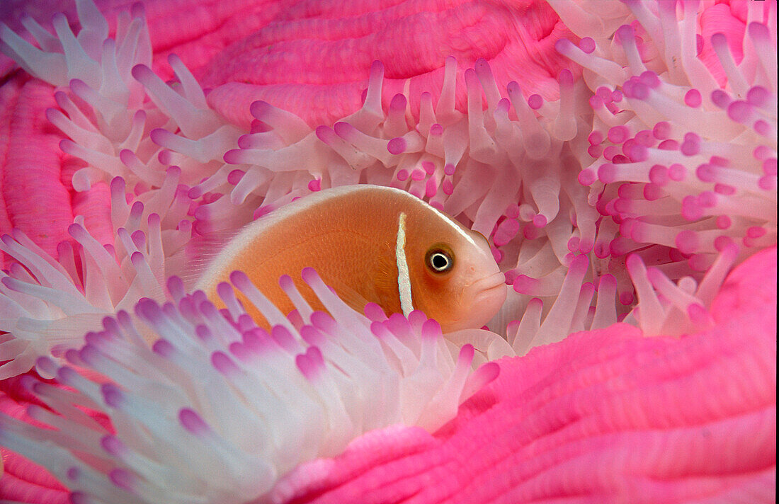 Halsband-Anemonenfisch, Pink anemonefish, Amphipri, Amphiprion perideraion