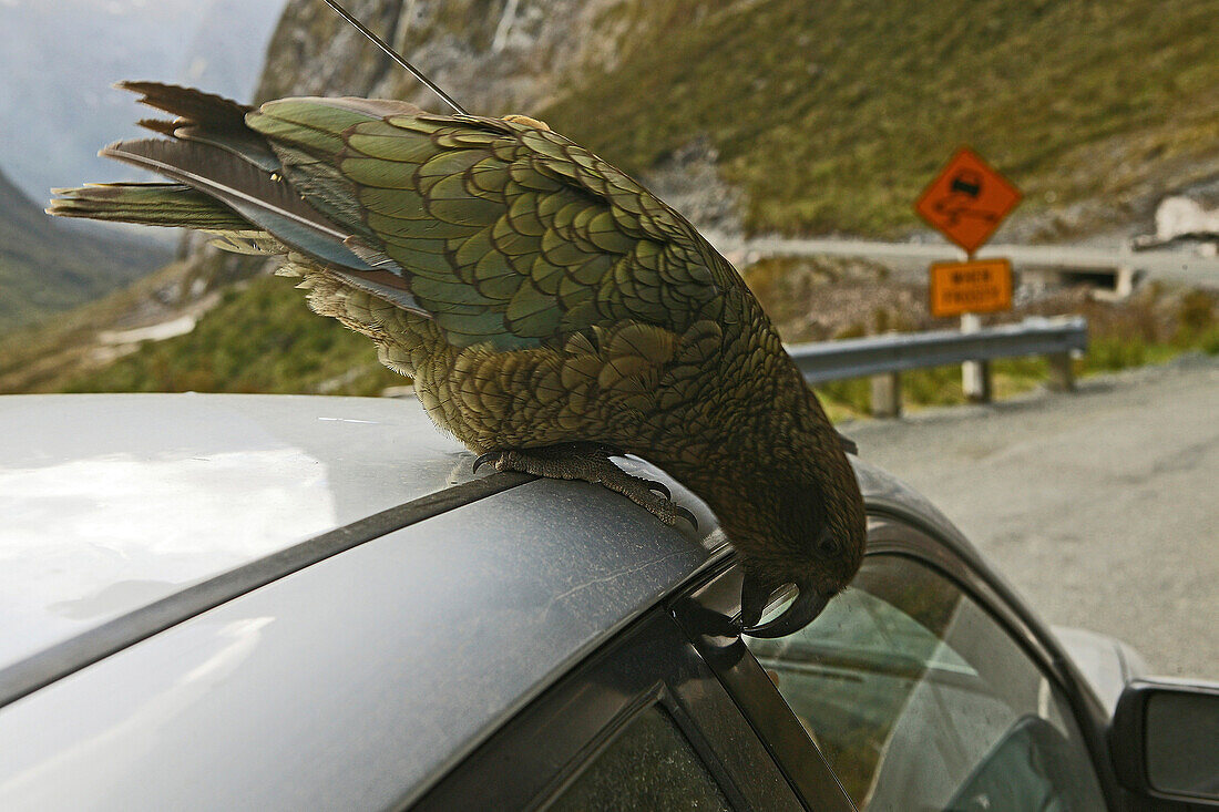 Kea picking at car window, Milford Pass, New Zealand