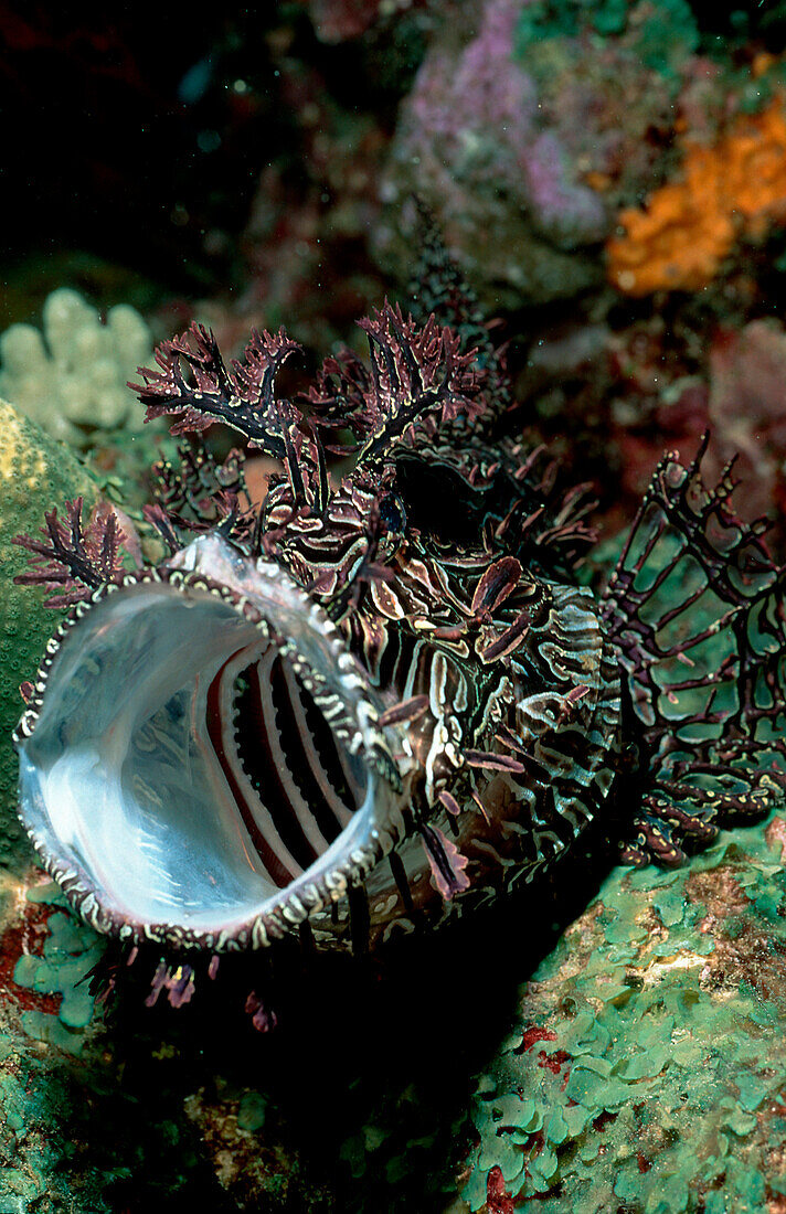 Algen-Drachenkopf, Merlet´s scorpionfish, Rhinopia, Rhinopias aphanes