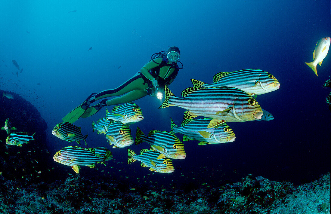 Orient-Suesslippen und Taucher, Oriental sweetlips a, Oriental sweetlips and scuba diver, Plectorhinchus vittatus