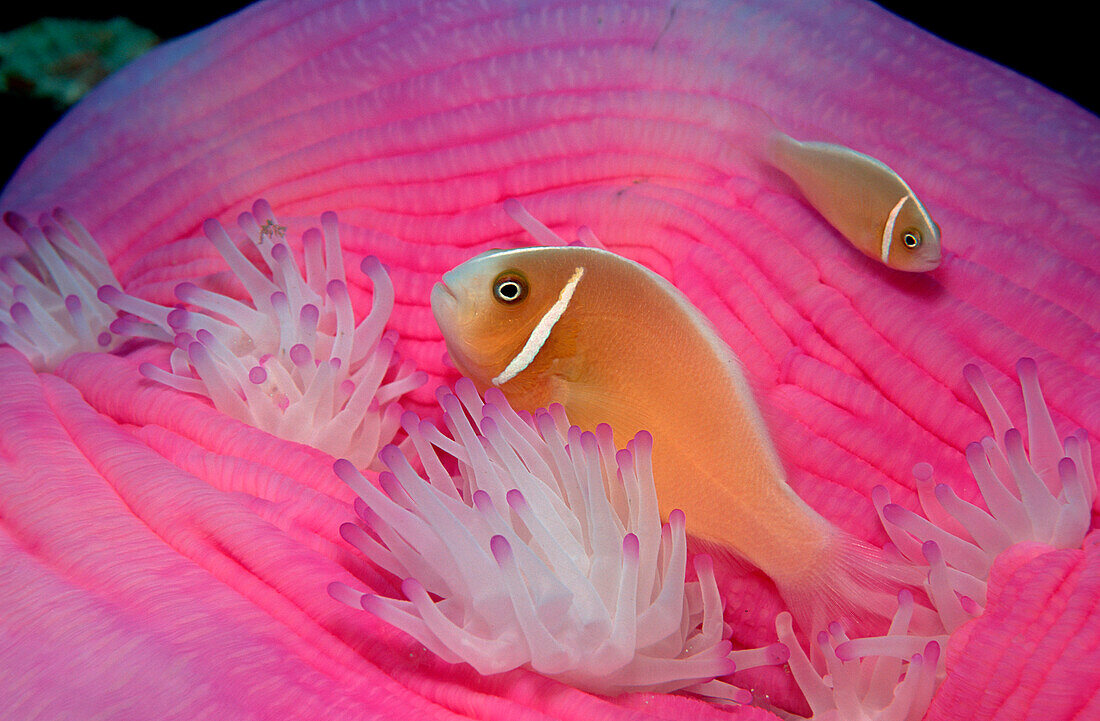 Pink anemonefish, Amphiprion perideraion, Indonesia, Wakatobi Dive Resort, Sulawesi, Indian Ocean, Bandasea