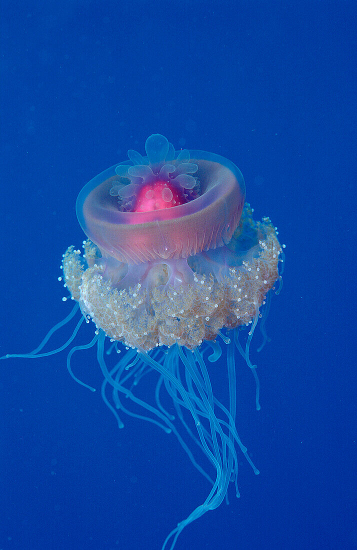 Crown jellyfish, Netrostoma setouchina, Egypt, Africa, Sinai, Ras Mohammed, Red Sea