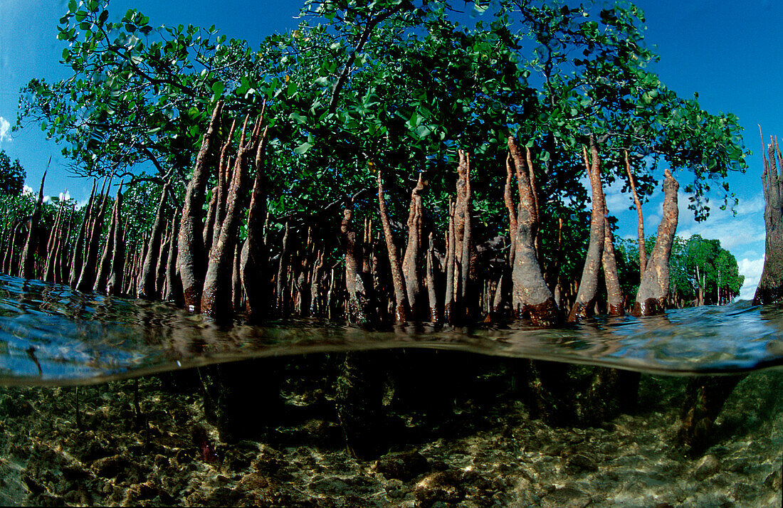 Mangroven, Mangroves, Mangrove trees