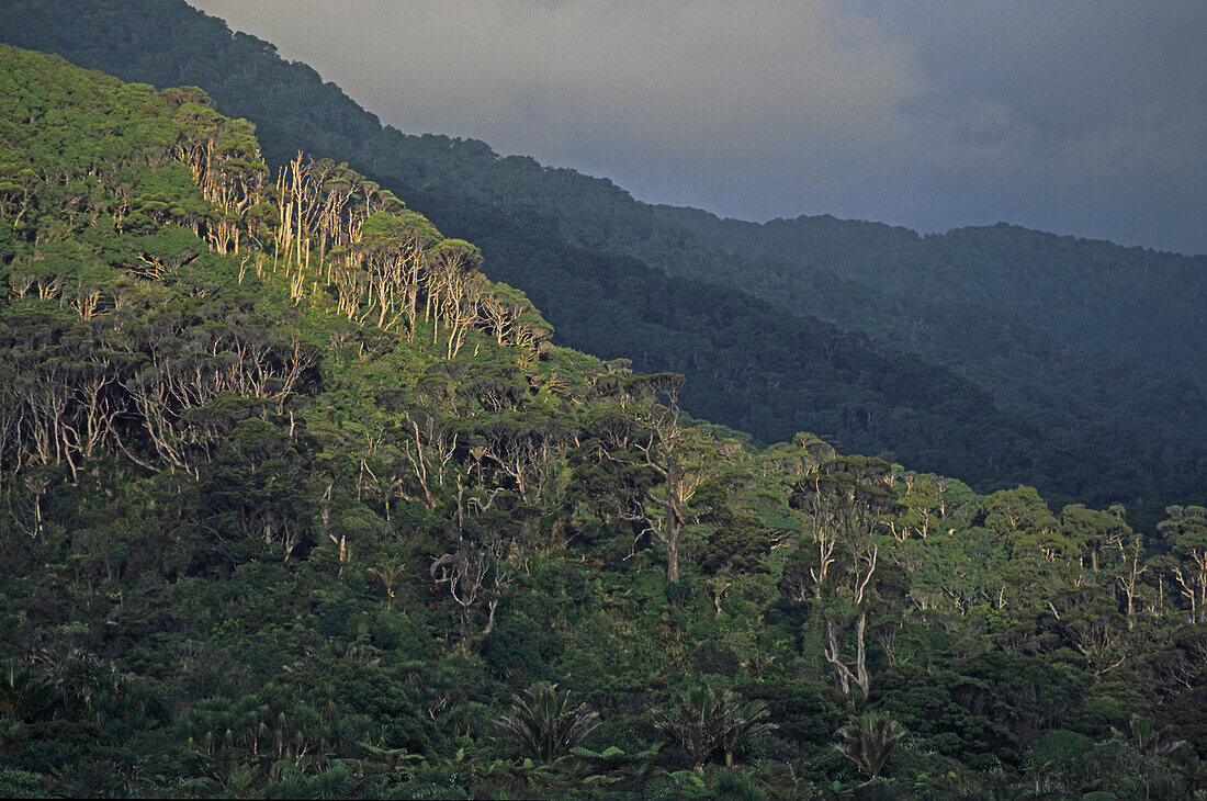 Blick auf Regenwald im Kahurangi Nationalpark, Südinsel, Neuseeland, Ozeanien