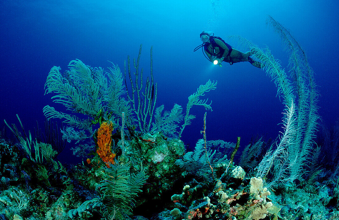 Scuba diver and coral reef, Bahamas, Caribbean Sea