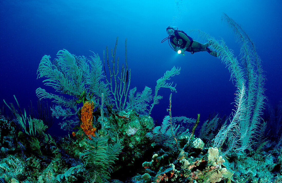 Taucher und Korallenriff, Bahamas, Karibik, Karibisches Meer