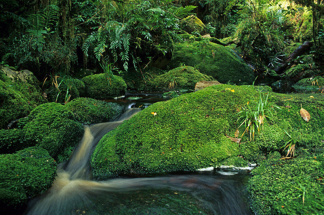 Bach mit moosbewachsenen Steinen im Regenwald, Oparara Basin, Westküste, Südinsel, Neuseeland, Ozeanien