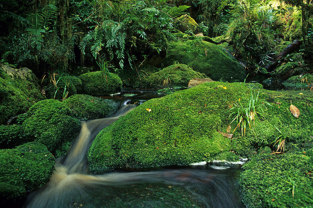 Stream and moss covered rocks in the rainforest, Oparara Basin, West Coast, South Island, New Zealand, Oceania