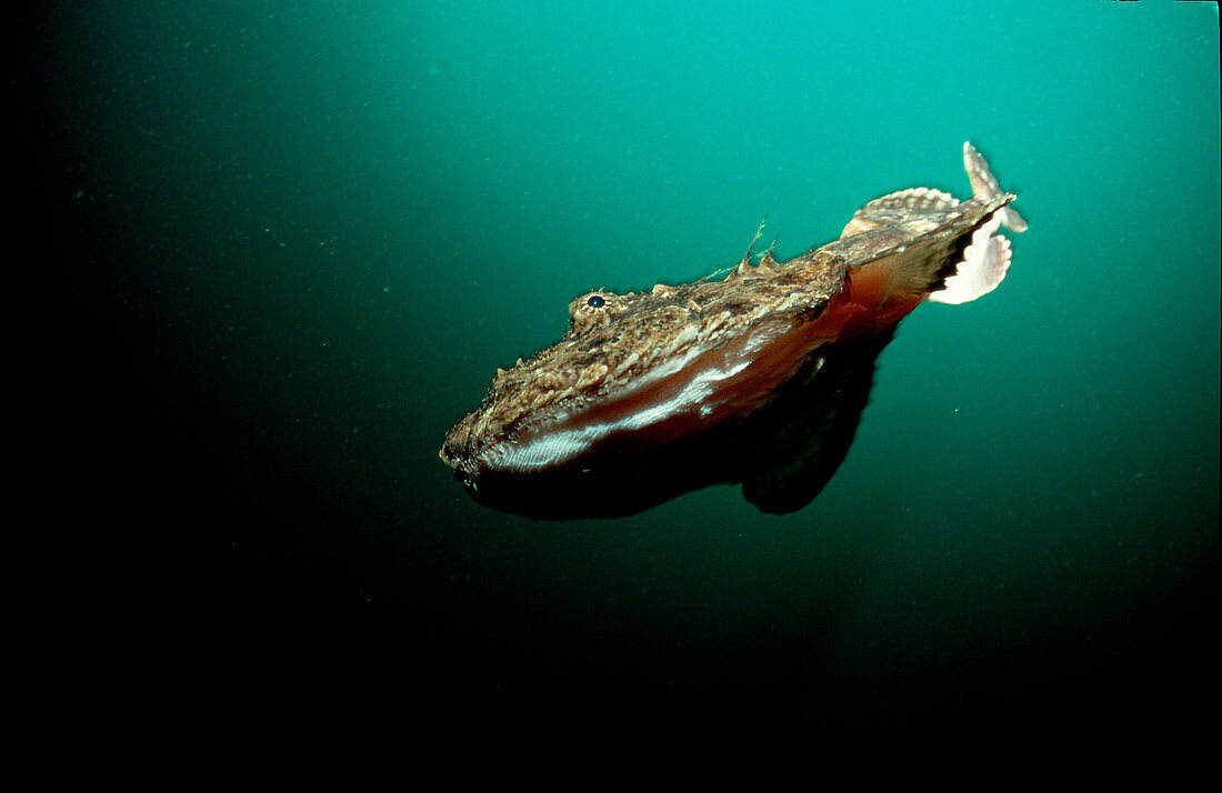 Seeteufel, Long-spined anglerfish, Lophius piscato, Lophius piscatorius