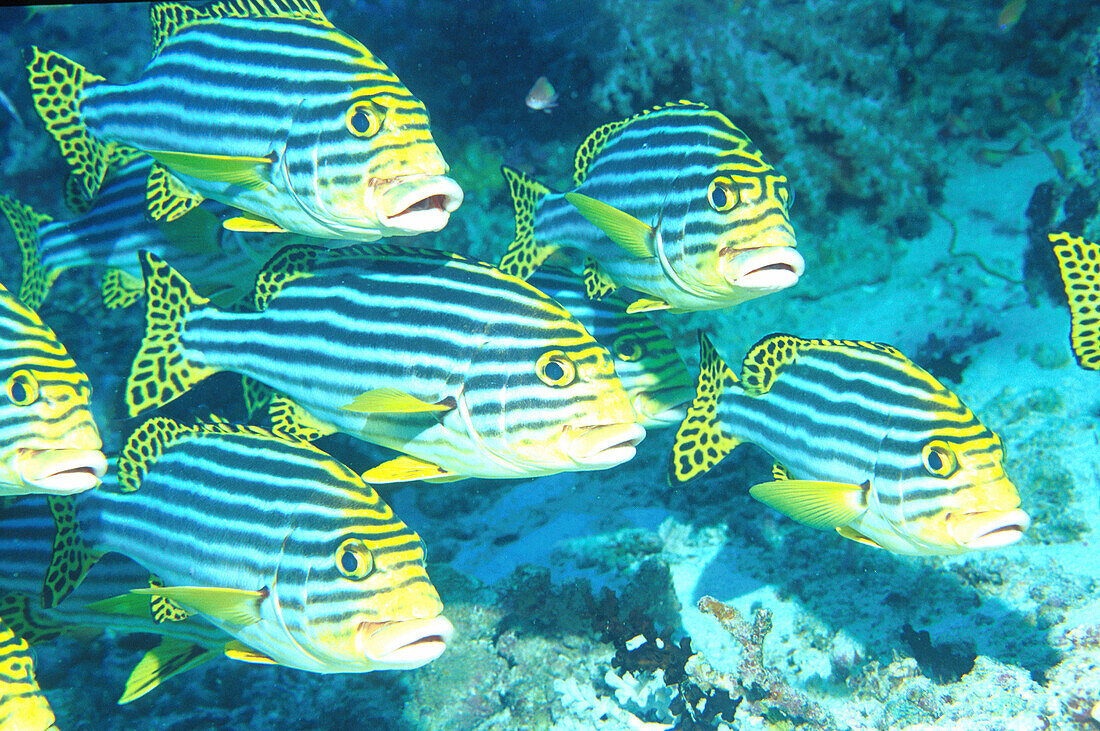 Süßlippenfische, Malediven Indischer Ozean, Released