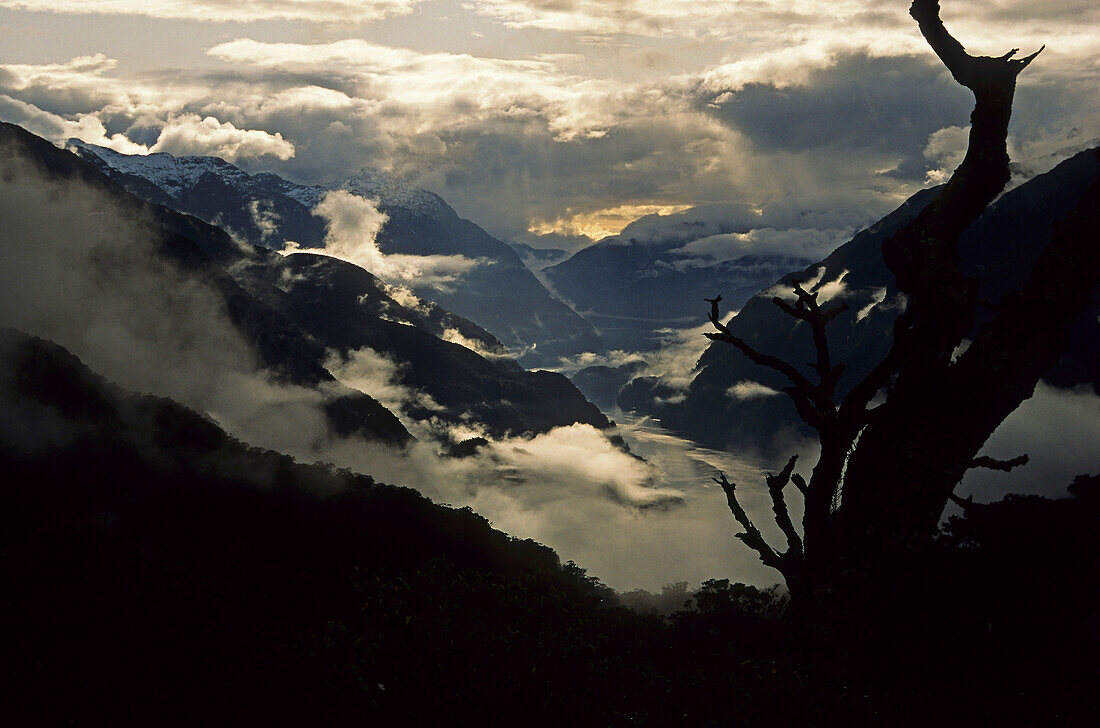 Blick vom Wilmot Pass mit Nebelschwaden,Silhouette eines Baumstumpfes,Doubtful Sound,Fiordland National Park,Südinsel,Neuseeland