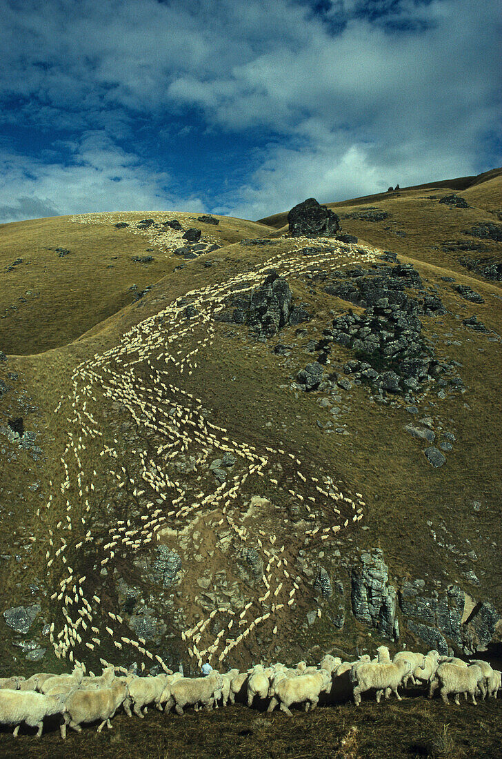 Schafe beim Herbstabtrieb von der Bergweide, Garvie Mountains, Südinsel, Neuseeland, Ozeanien