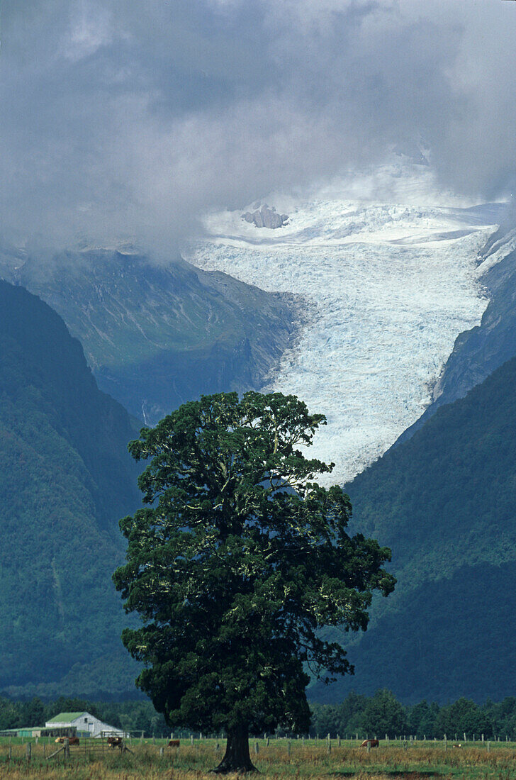 Tree, view to Fox Glacier, NZ, Fox Glacier, Southern Alps, South Island New Zealand, Fox Gletscher, Suedalpen vom Westkueste Suedinsel, Neuseeland