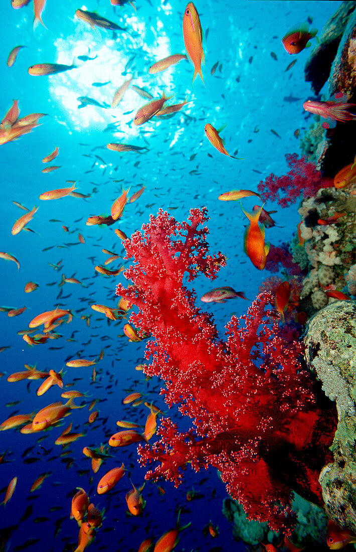 Fahnenbarsche und Korallenriff, Schooling Lyretail, Schooling Lyretail anthias and coral reef, Pseudanthias squamipinnis