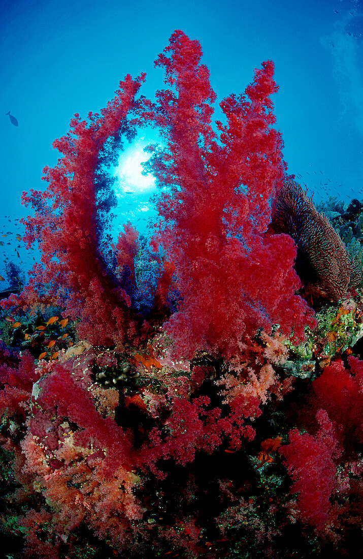 Korallenriff mit roten Weichkorallen, Red Softcora, Red Softcorals and Sun