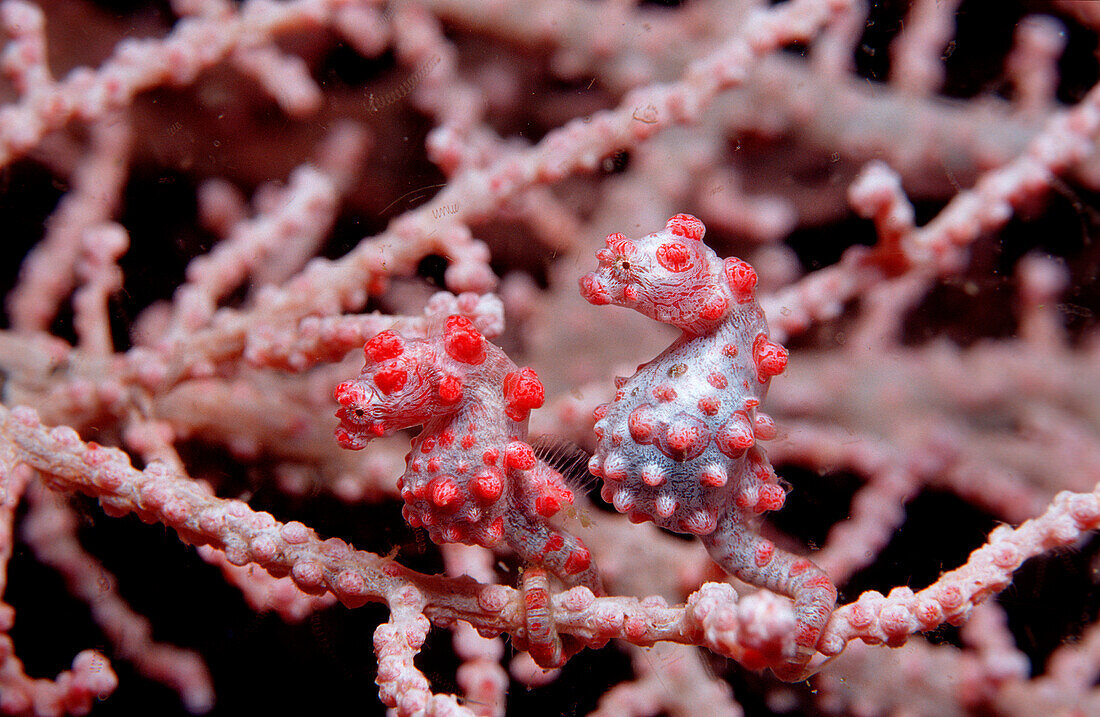 Zwei Zwerg-Seepferdchen auf einer Gorgonien-Korall, Zwei Zwerg-Seepferdchen auf einer Gorgonien-Koralle, Two Pigmy-Seahorses on a Sea Fan, Hippocampus bargibanti