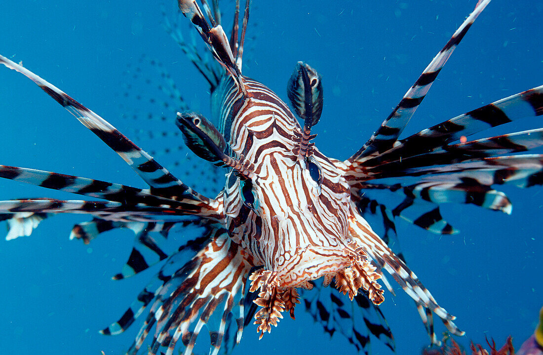 Rotfeuerfisch, Pterois volitans, Indonesien, Bali, Indischer Ozean