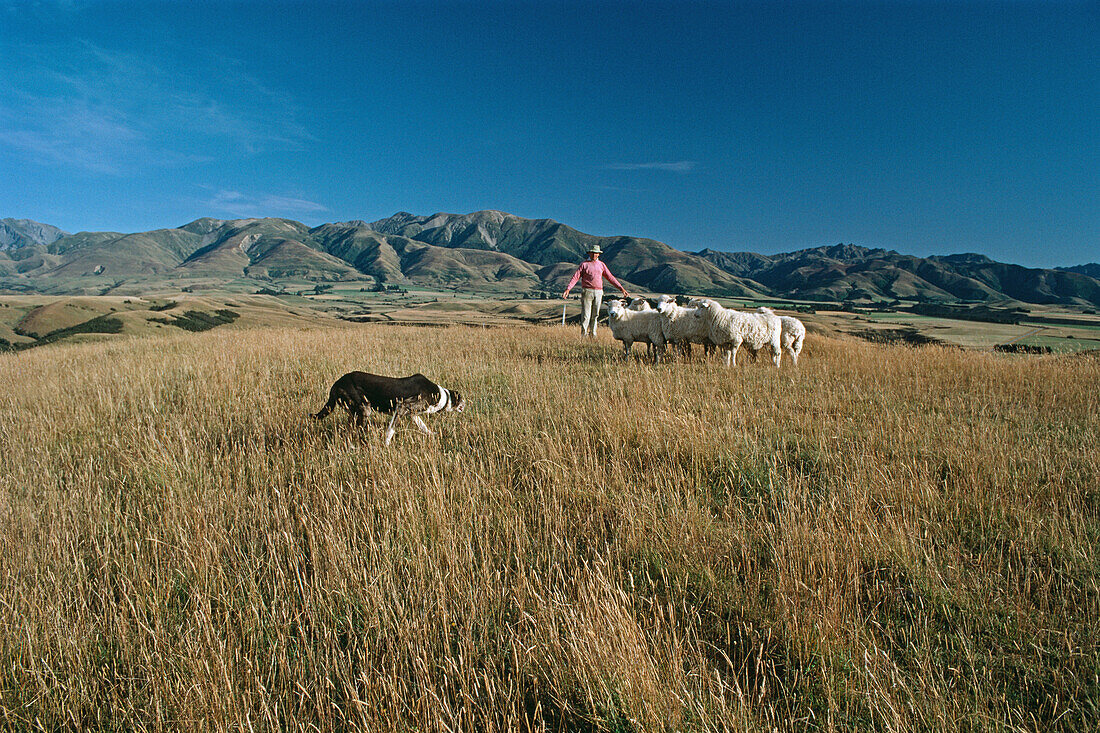Shepherd, sheep dog and sheep on pasture, New Zealand, Oceania