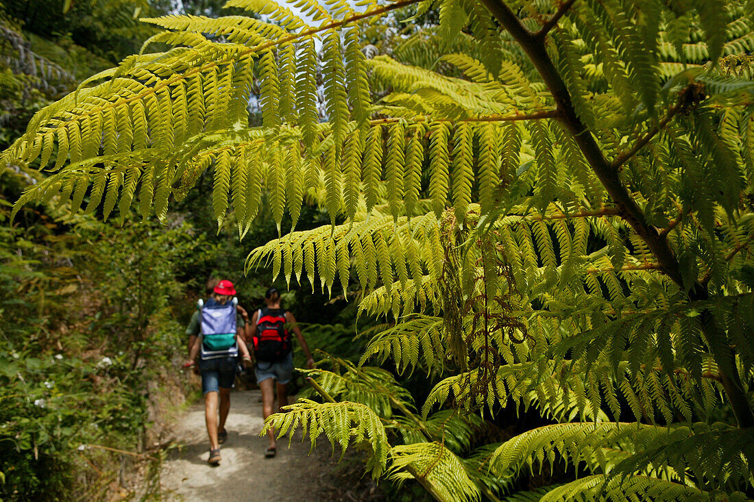 Familie wandert zwischen Farnen auf der Coromandel Halbinsel, Nordinsel, Neuseeland, Ozeanien