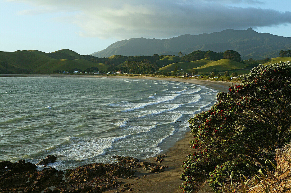 Coromandel Peninsula, Mt Moehau, North Island, New Zealand