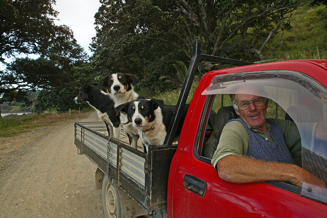 Bauer mit Hunden in einem Pick-up Truck, Port Jackson Road, Coromandel Halbinsel, Nordinsel, Neuseeland, Ozeanien