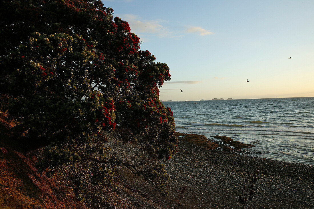 Blühender Pohutukawa Baum an der Küste bei Sonnenuntergang, Coromandel Halbinsel, Pohutukawa Küste, Nordinsel, Neuseeland, Ozeanien