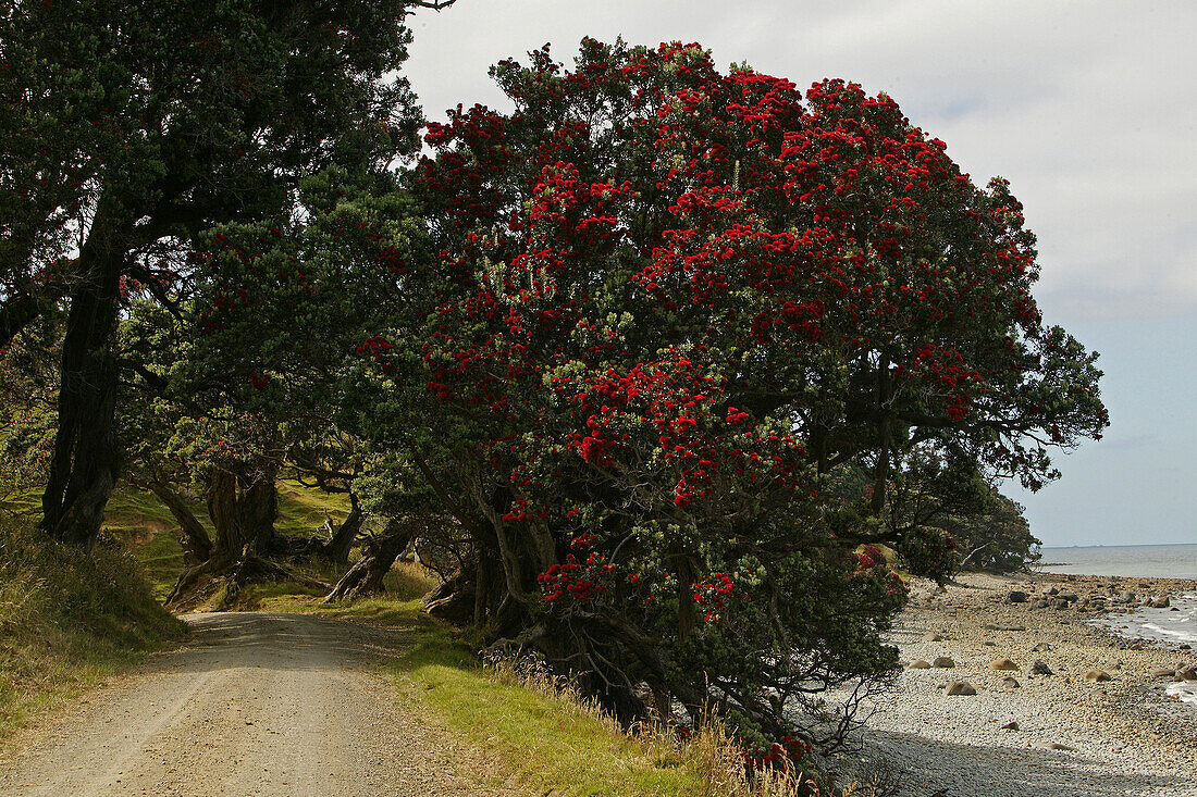 Red flowering Pohutukawa tree on the waterfront, Coromandel Peninsula, Pohutukawa Coast, North Island, New Zealand, Oceania