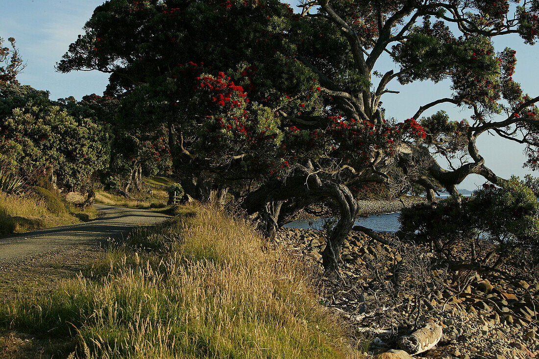 Red flowering Pohutukawa tree, Coromandel Peninsula, North Island, New Zealand, Coromandel Halbinsel, Pohutukawa Coast