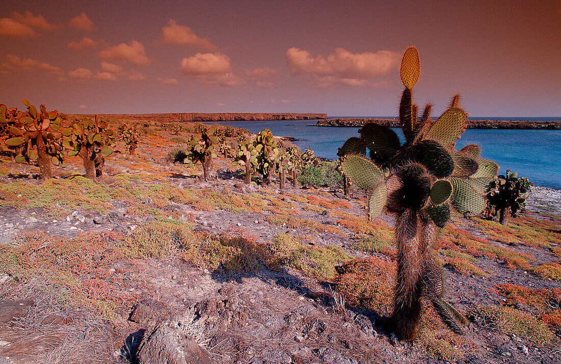 Galapagos Insel South Plaza, Plaza Sur, Galapagos, Galapagos island South Plaza