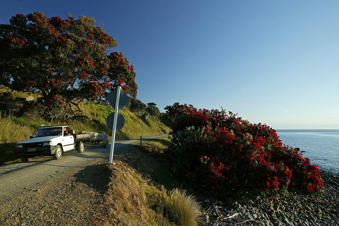 Coastal road, Pohutukawa tree, Coromandel Peninsula, North Island, New Zealand, Coromandel Halbinsel, Pohutukawa Coast