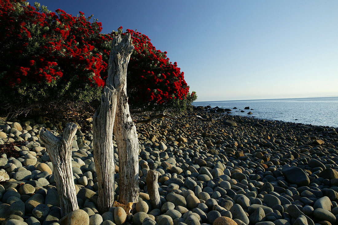 Blühender Pohutukawa Baum an der Küste im Sonnenlicht, Coromandel Halbinsel, Pohutukawa Küste, Nordinsel, Neuseeland, Ozeanien