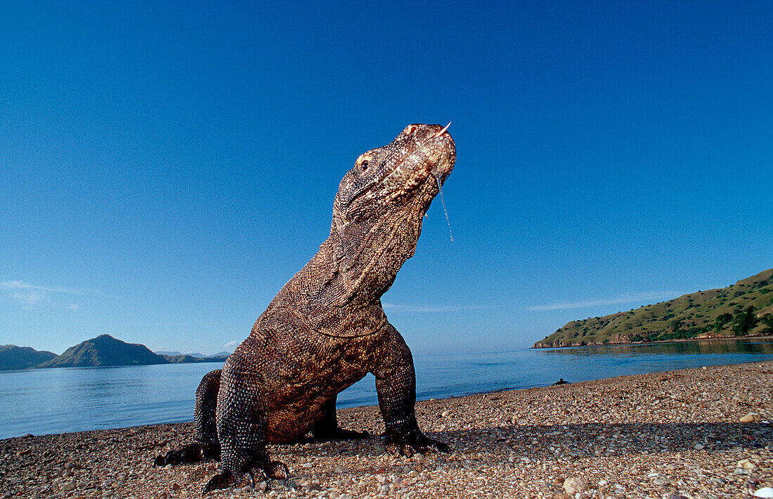 Komodo dragon in his natural environment, Varanus komodoensis, Indonesia, Komodo, Komodo National Park