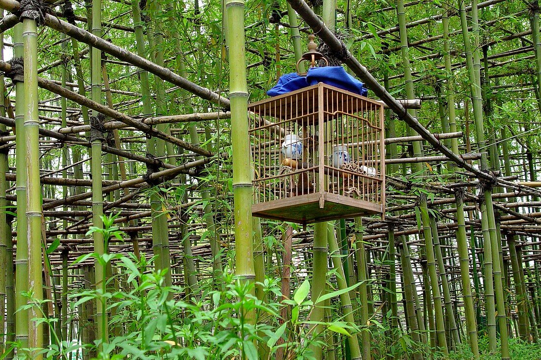 Bamboo park, Shanghai, China