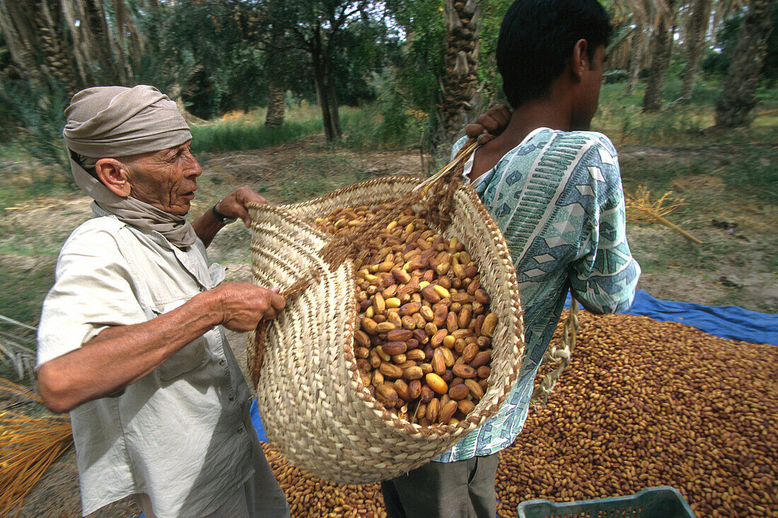 Two locals harvesting dates, Tozeur, Tunesia