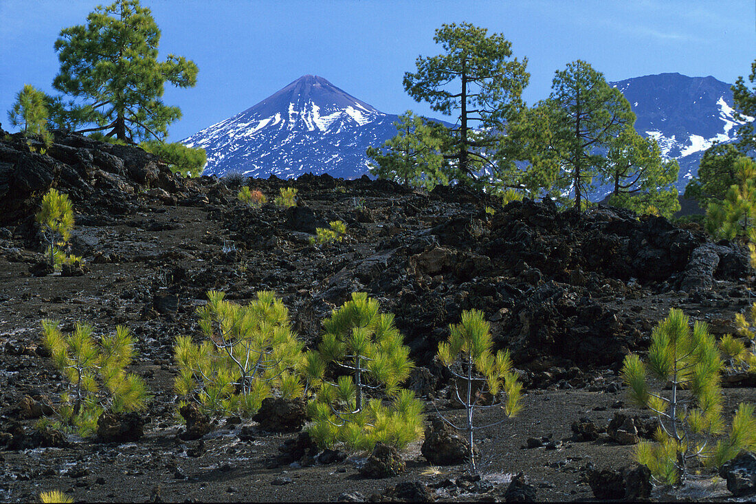 Pico de Teide 3718m vom Pinar de Chio, Teneriffa, Kanarische Inseln, Spanien, Europa