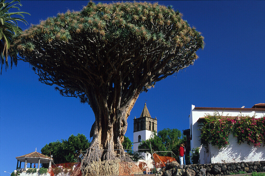 Tausendjaehriger Drachenbaum, Icod de los Vinos, Teneriffa Kanarische Inseln, Spanien