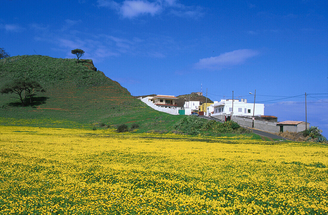 Fruehlingswiese b. Valle de Guerra, Teneriffa Kanarische Inseln, Spanien