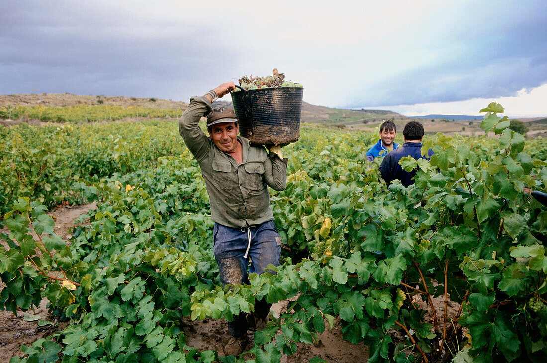 Weinlese, Briones, in der Nähe von Haro, La Rioja, Spanien