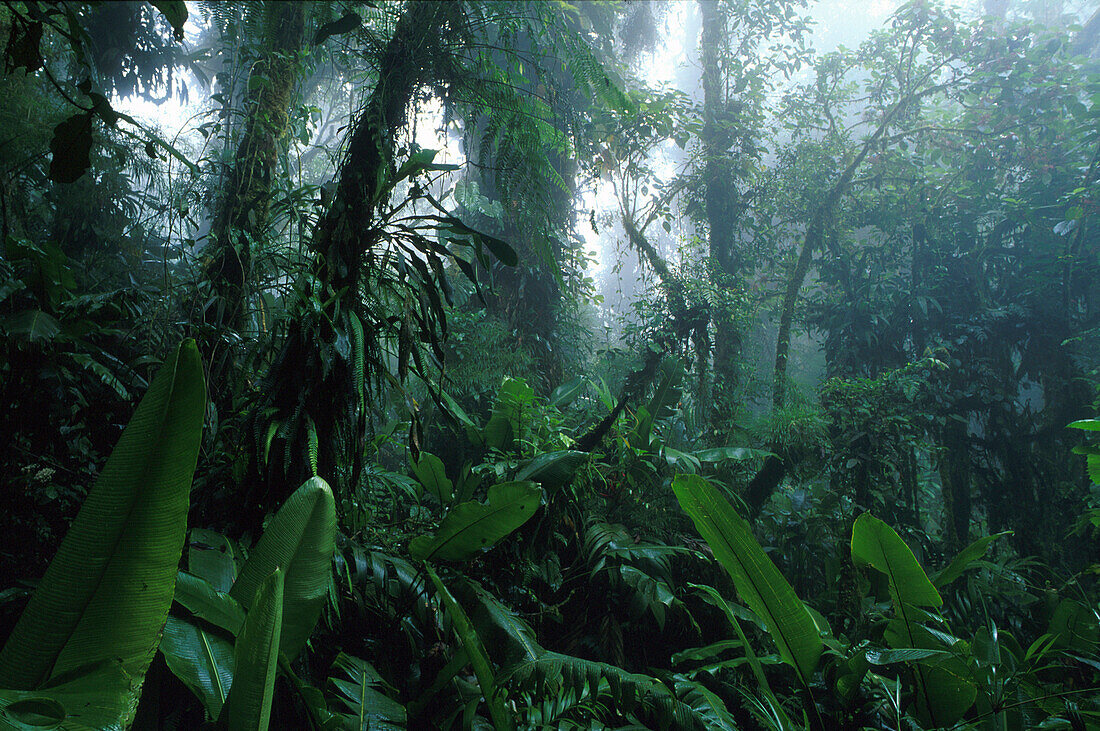 Vegetation im Nebelwald Reservat, Monteverde, Costa Rica, Mittelamerika, Amerika