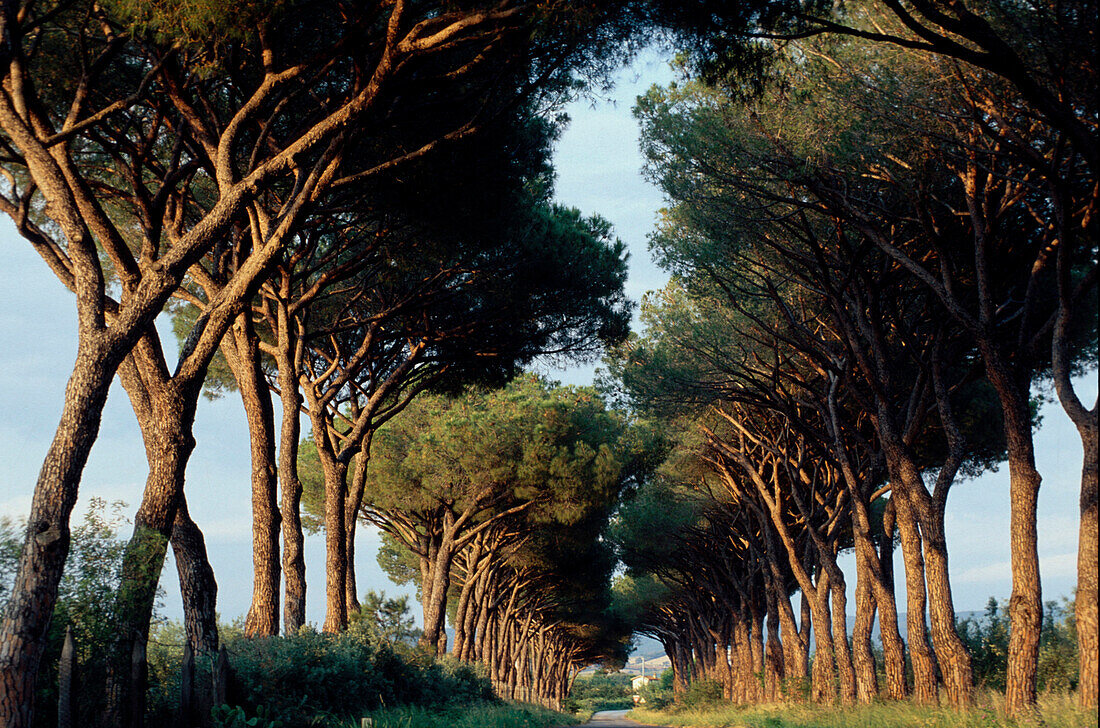 Pinienallee, Alberese, Maremma Toskana, Italien