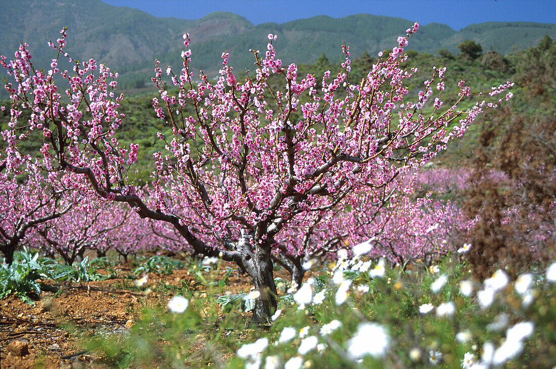 Kirschblüte bei Arafo, Teneriffa, Kanarische Inseln, Spanien, Europa