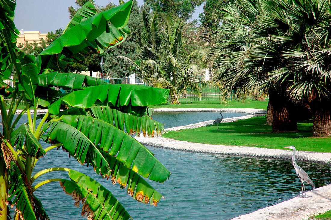 Pond with palm trees and herons at Safa Park, Dubai, UAE, United Arab Emirates, Middle East, Asia