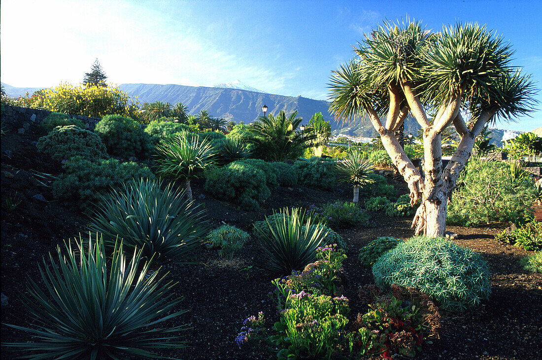 Drachenbaum, Puerto de la Cruz, Orotava Tal, Teneriffa, Kanarische Inseln, Spanien, Europa