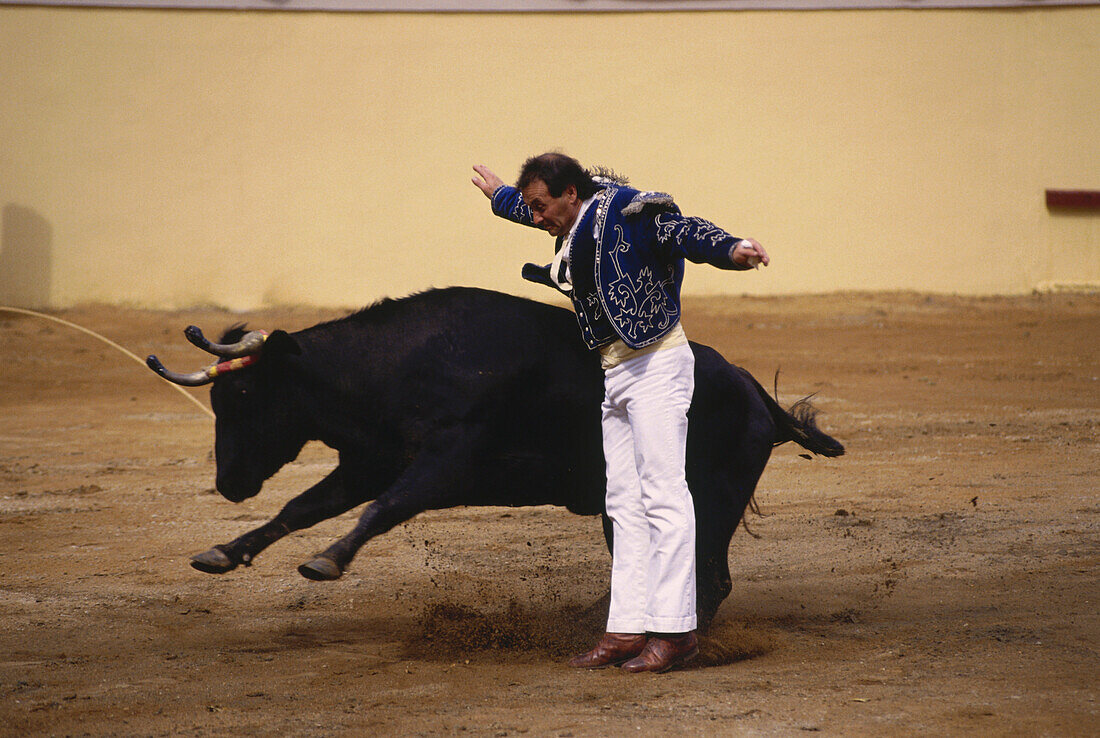 Man bullfighting, Ecarteur, Course Landaise, an ancient form of bullfighting that does not involve any blood shed, Montaut, Aquitaine, France