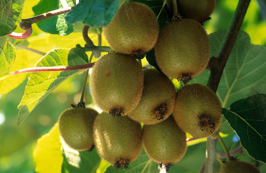 Kiwi-Früchte, Nordinsel, Neuseeland