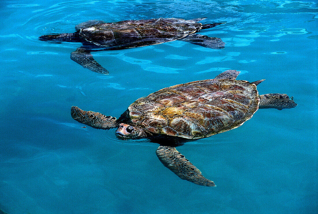 Wasserschildkröten-Farm, Gran Cayman Cayman Island, Karibik