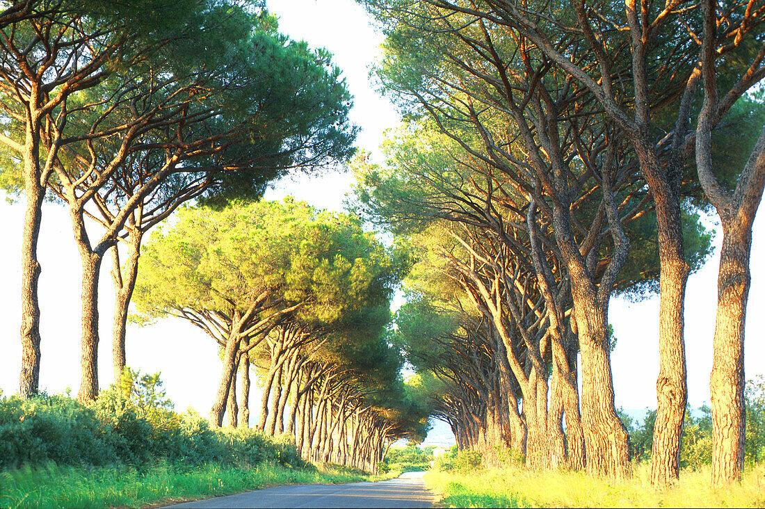 Pinienallee, Alberese Maremma, Toskana Italien