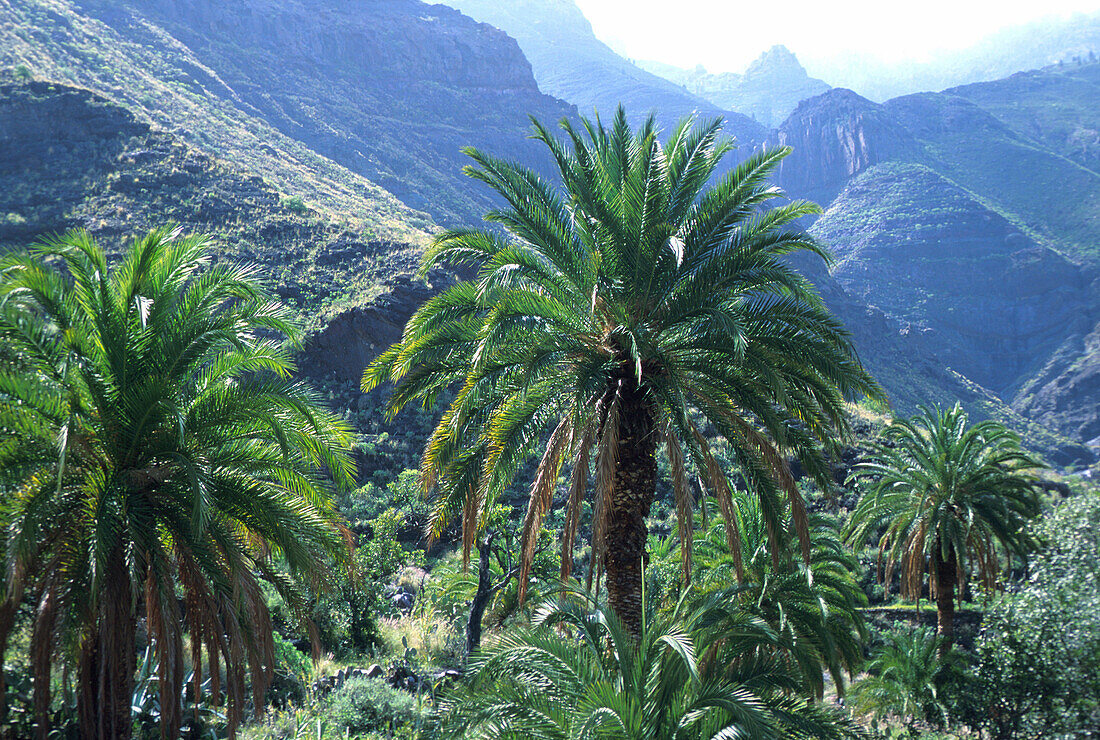 Palm trees, mountain landscape, valley in El Risco near Agaete Gran Canaria, Canary Islands, Spain