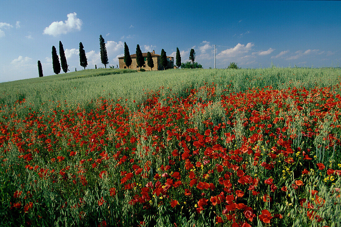 Mohnblumen, bei Pienza, Toskana Italien